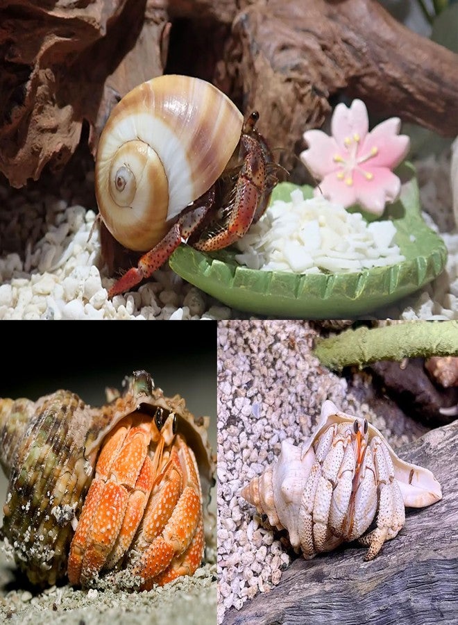 MOASIOP 7PCS Medium Large Hermit Crab Shells | Natural Sea Conch Size 2"-2.8" | Mixed Turbo Seashells Set for Small to Medium Hermit Crab Supplies, Saltwater Crab Habitat and Beach Decor Sea Shells - Image 4